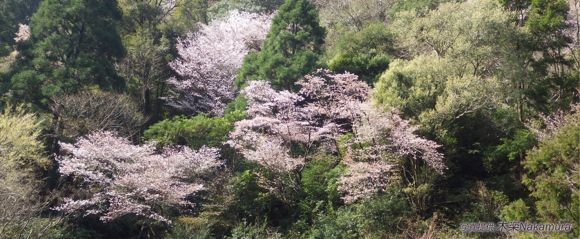 熊野桜（くまのざくら）｜クマノザクラのイメージスライダー２