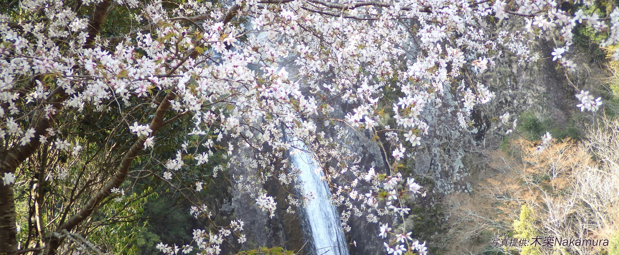 熊野桜（くまのざくら）｜クマノザクラのイメージスライダー３