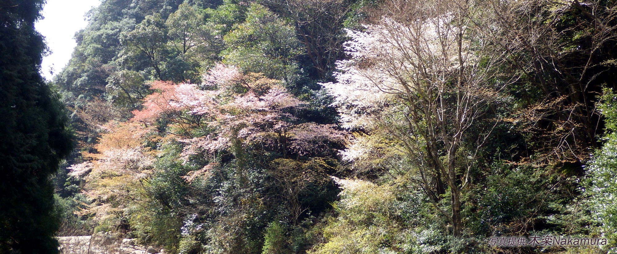 熊野桜（くまのざくら）｜クマノザクラのイメージスライダー４