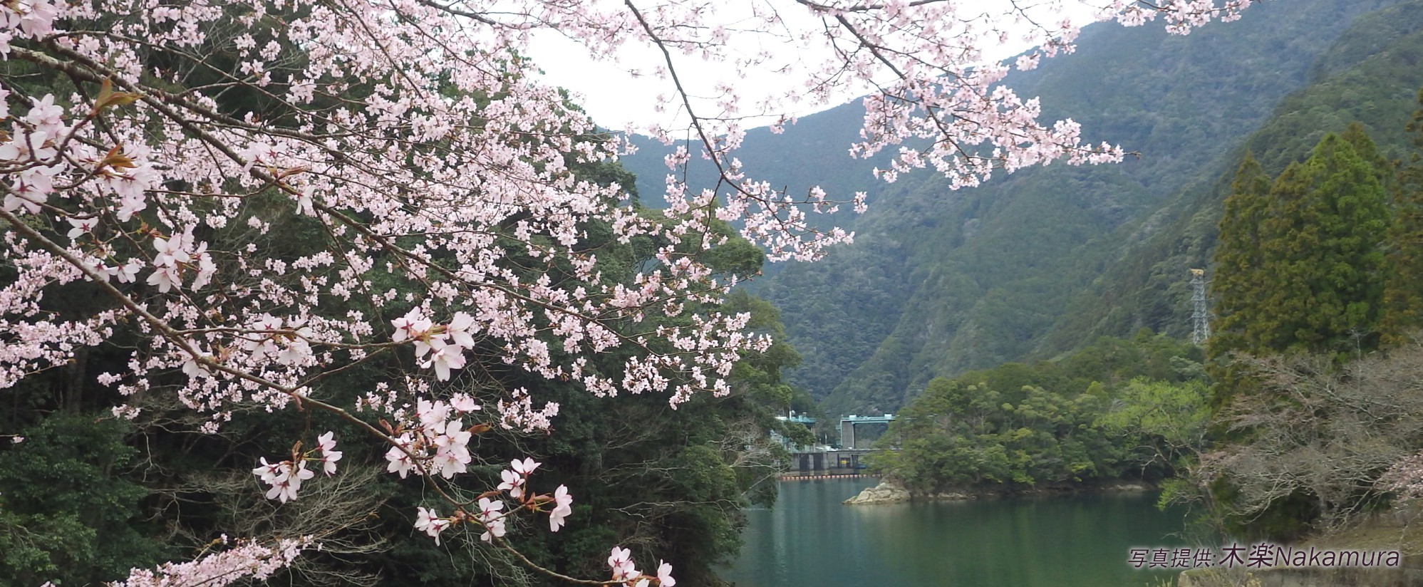 熊野桜（くまのざくら）｜クマノザクラのイメージスライダー５