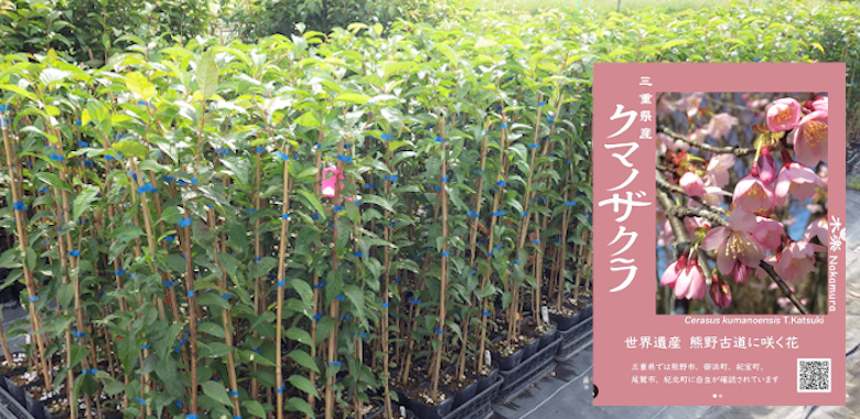 熊野桜（くまのざくら）｜クマノザクラの増殖の様子です。三重県産クマノザクラの親木は、大変樹形が美しい株です。