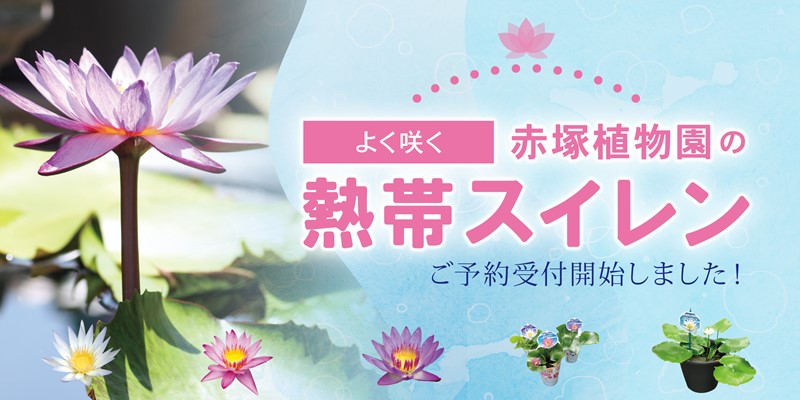 熱帯スイレン