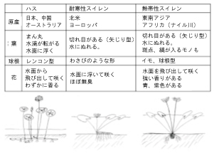 水の妖精 熱帯スイレンの栽培方法と魅力 株式会社 赤塚植物園