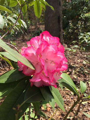 ���Υ��㥯�ʥ� �����ѡ������ǥ���