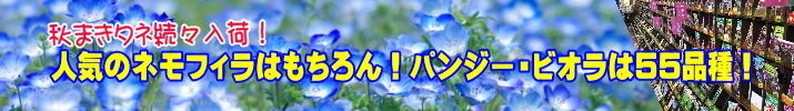 秋まきタネ55種類入荷！