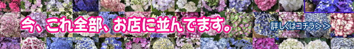 今、お店にこんなアジサイが並んでます！