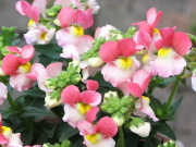 おすすめ草花 ネメシア グッピー
