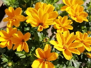 おすすめ草花 ビデンス JuJu
