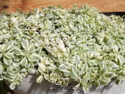 おすすめ草花 シレネ ユニフローラ