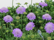 おすすめ草花 スカビオサ ブルーバルーン