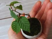 おすすめ鉢花 手のひら盆栽