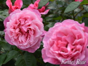 おすすめROSE(バラ)