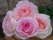 おすすめROSE(バラ)