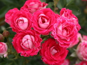 おすすめROSE(バラ)
