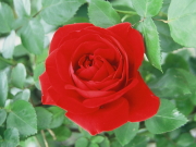 おすすめROSE(バラ)