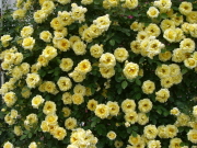 おすすめROSE(バラ)