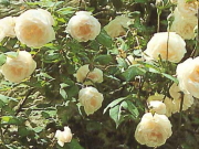 おすすめROSE(バラ)