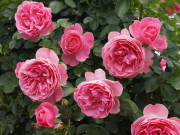 おすすめROSE(バラ)