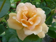 おすすめROSE(バラ)