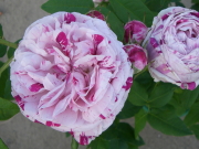 おすすめROSE(バラ)