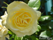 おすすめROSE(バラ)