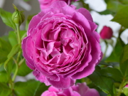 おすすめROSE(バラ)