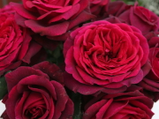 おすすめROSE(バラ)