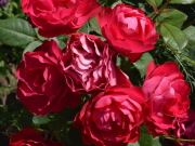 おすすめROSE(バラ)