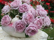 おすすめROSE(バラ)