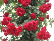おすすめROSE(バラ)