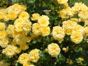 おすすめROSE(バラ)