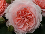 おすすめROSE(バラ)