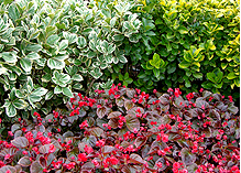 私達が作っています!