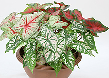 私達が作っています!