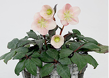 タイタンビカス