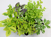 オリジナルローディー(シャクナゲ)