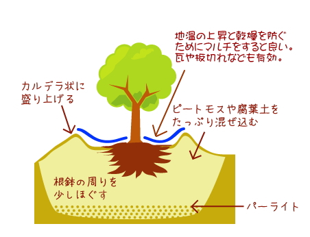 スーパーローディーの植えつけ方法