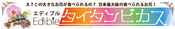 日本最大級の食用花 エディブルタイタンビカス