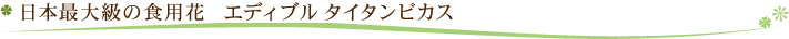 エディブルタイタン