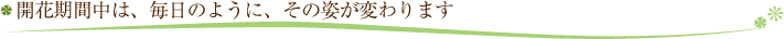 開花期間中は、毎日のように、その姿が変わります