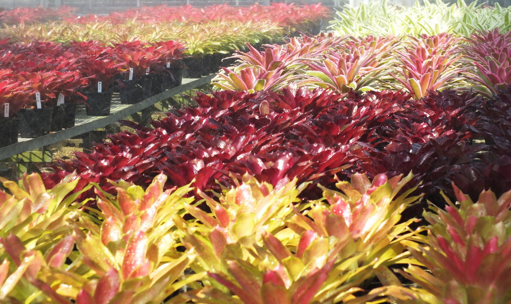 ネオレゲリア 赤塚植物園がおススメする植物 超個性的 今 話題のネオレゲリア アナナス グズマニア ブロメリア