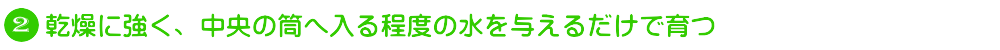 ネオレゲリアは、乾燥に強く、中央の筒へ入る程度の水を与えるだけで育つ