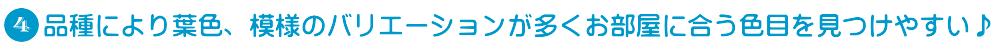 ネオレゲリアは、品種により葉色、模様のバリエーションが多くお部屋に合う色目を見つけやすい