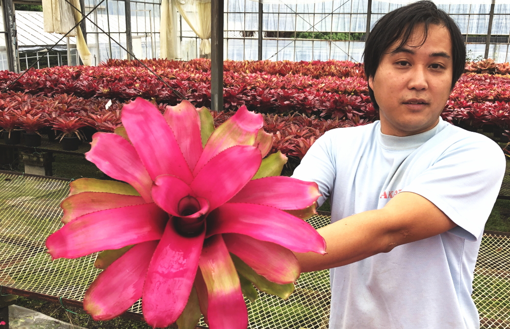 ネオレゲリア 赤塚植物園がおススメする植物 超個性的 今 話題のネオレゲリア アナナス グズマニア ブロメリア